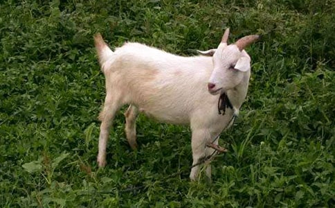 ���ر�����ɽ�򲻳����òݡ������