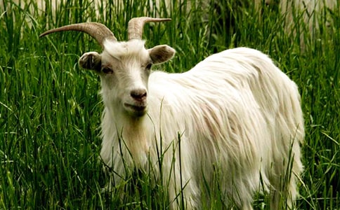 ����ɽ�򲻳����òݡ��и�