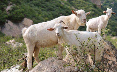 ��ɽ�򲻳����òݡ������6ƪ(ʵ��)