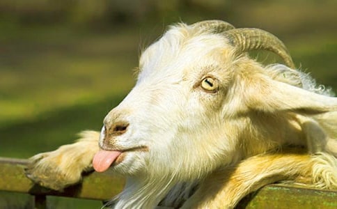 ����ɽ�򲻳����òݡ��и�