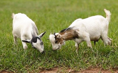 [�ر�]ɽ�򲻳����òݶ����15ƪ