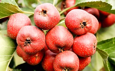 ��ɽ���֮�����ۺ��