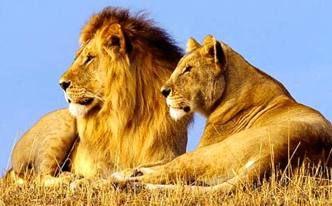 ��ʨ�����������