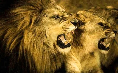 ʨ�����Ĺۺ��15ƪ