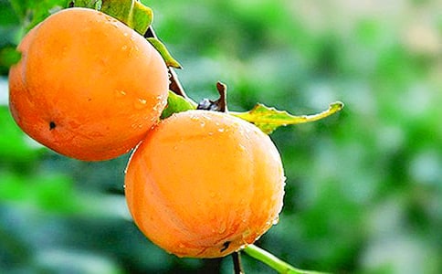 ѩ���Ӷ����