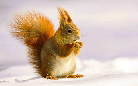 �����󡷽�ѧ���