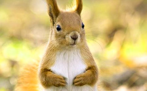 ����ֻ���󡷽�ѧ���