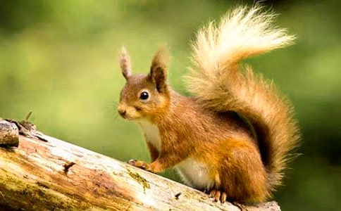 松鼠教学设计范文6篇