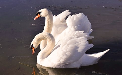 ��Ұ��졷�����18ƪ