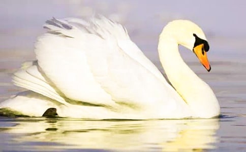 ��Ұ��졷�Ķ����