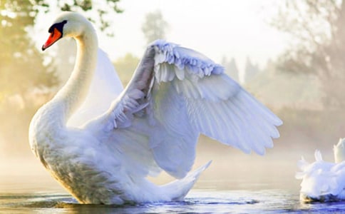 《黑天鹅紫水晶》读后感【精选15篇】