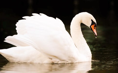 Ұ������з���(15ƪ)