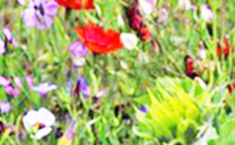 ����Ĭ����Ұ�������