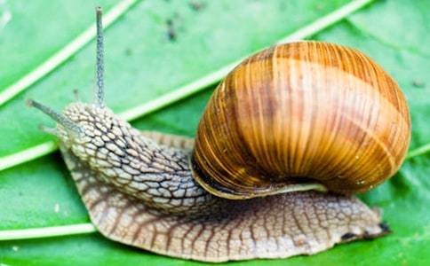 С���ѧ����ʶС��ţ���̰�