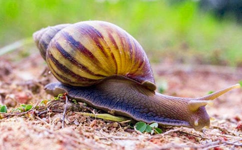 ��С��ţ���̰�