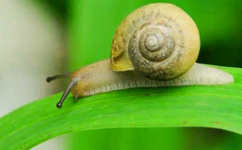 ��С��ţ�ļҡ��̰�