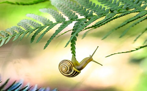 《小蜗牛》教学反思