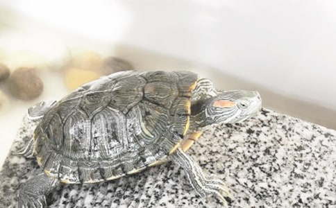 读《能闻出孩子味儿的乌龟》有感