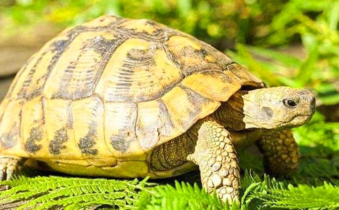 《能闻出孩子味的乌龟》读后感