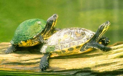 小班科学小乌龟爬呀爬教案