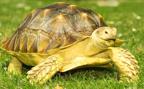 能闻出孩子味儿的乌龟读后感