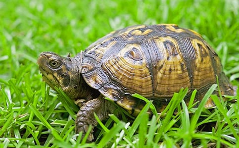 送大乌龟回家教案