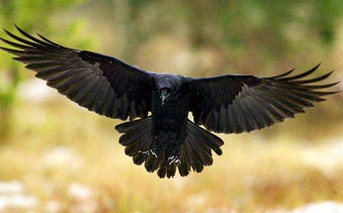 ��ѻ��ˮ��ѧ��˼