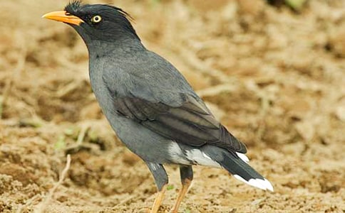 和乌鸦做邻居读后感