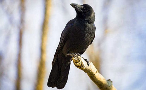 《乌鸦喝水》教案