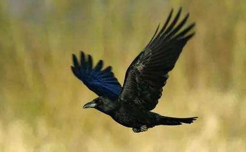 һ�꼶�²ᡶ��ѻ��ˮ���̰�