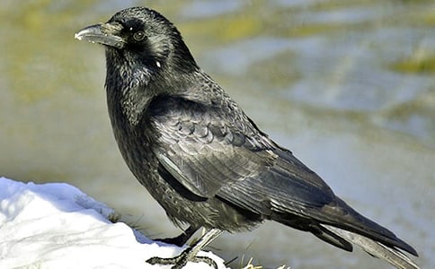 ��С��ѻ�����衷��ѧ���