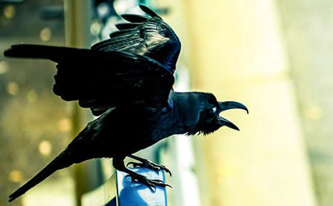 乌鸦喝水教学设计15篇