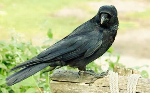 ����ѻ��ˮ���̰�15ƪ