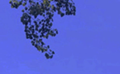 Ψ�����簲΢���ʺ�������83��