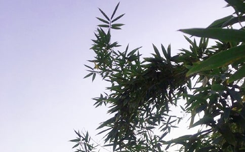 优美的午安微信问候语37条