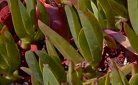 ��ܰ���簲�ʺ������35��