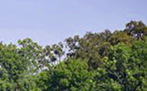 2023年唯美的午安问候语短信44句