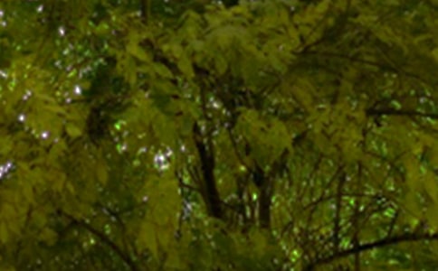 �������簲�ʺ���37��