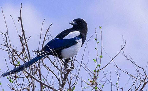 《树和喜鹊》教学反思(12篇)