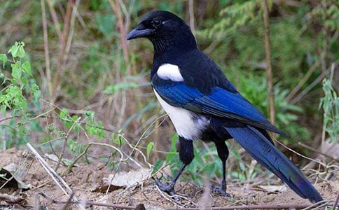 《枫树上的喜鹊》教学反思