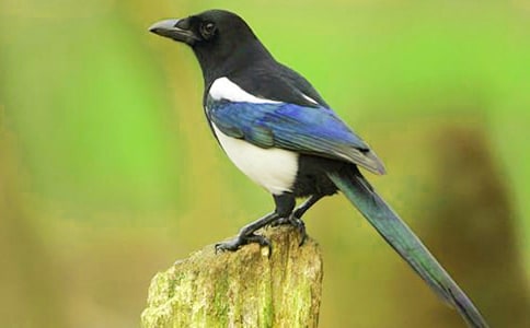 《树和喜鹊》教学反思12篇