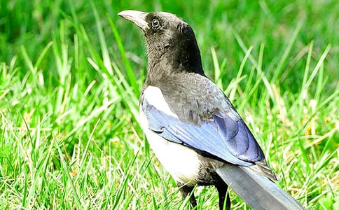 一年级《树和喜鹊》教学反思