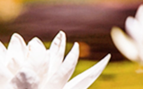 夏至问候语49条