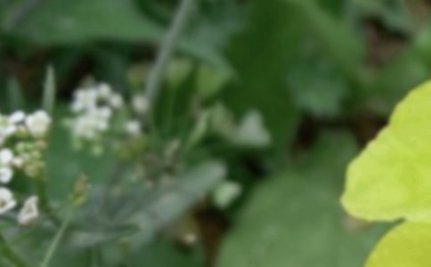 ������δ���������