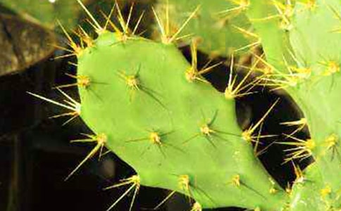 �����ƽ̰�