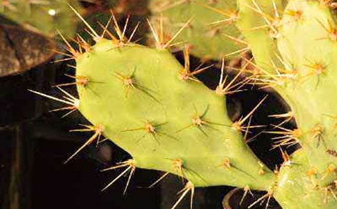 �������ơ����̰�