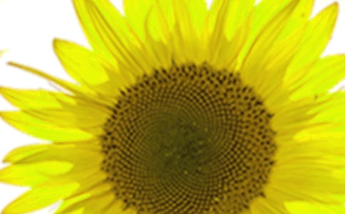 �߸ߵ����տ����̰�