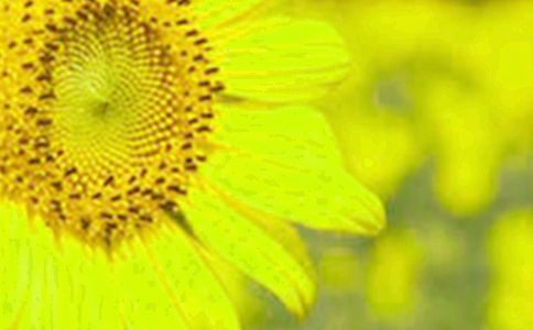 ���տ�Ů���ۺ��