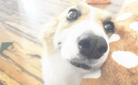 ��С��ǮǮ���Ķ����