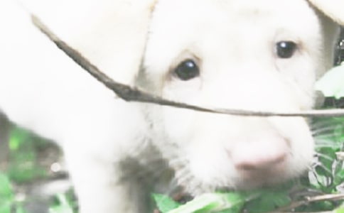 ��С��ǮǮ������о�ѡ14ƪ